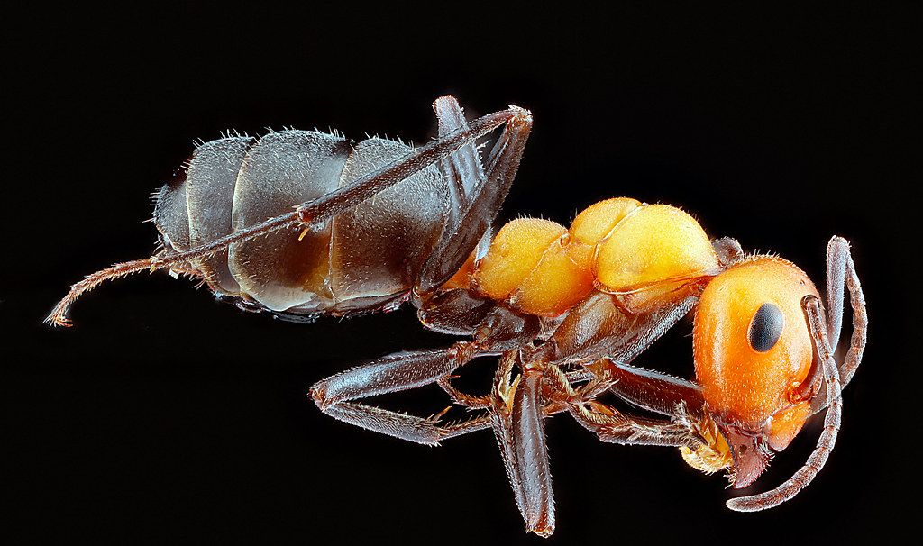 Ant Control service in St. Augustine, FL