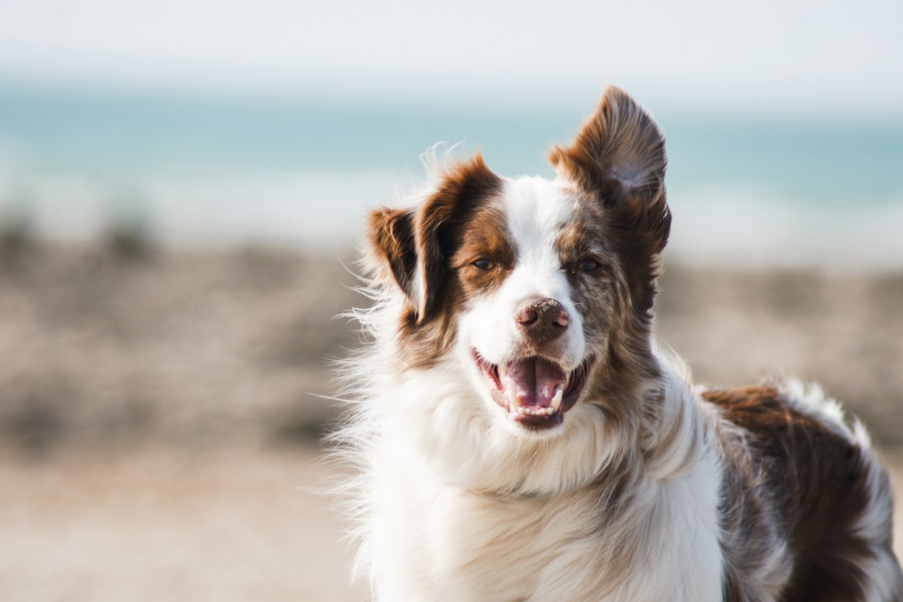 Flea & Tick Control service in St. Augustine, FL