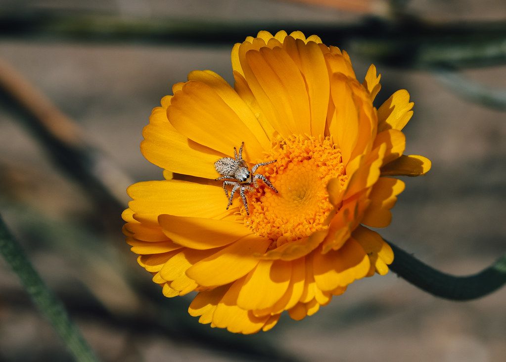 Spider Control service in St. Augustine, FL